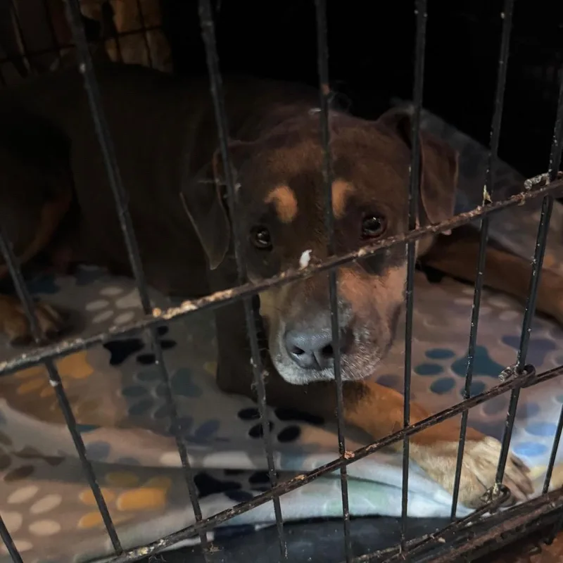 An adult medium-sized female Gray / Blue / Silver American Bulldog dog named Emerald for adoption in Anahuac, TX