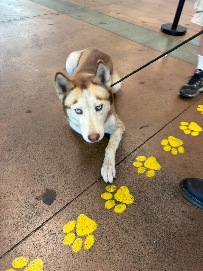 An adult large-sized female Husky dog named Blaize for adoption in Van Nuys, CA