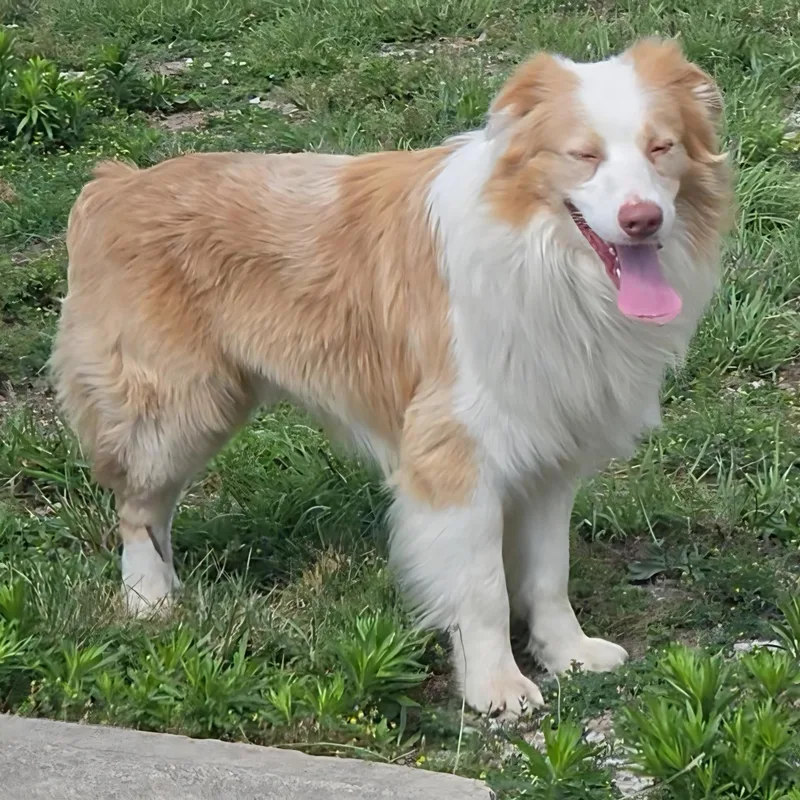 A young medium-sized male Apricot / Beige Australian Shepherd dog named Latte for adoption in LaGrange, IN