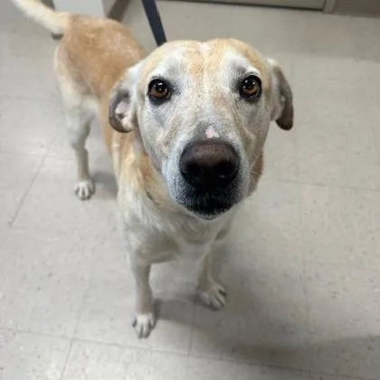 An adult large-sized male Labrador Retriever dog named Duke for adoption in Kansas City, MO