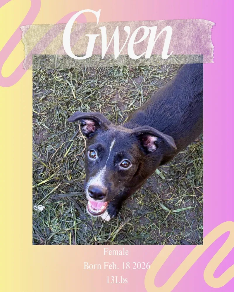 Gwen thumbnail 2