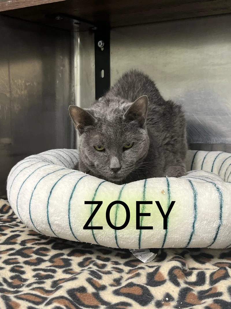 A senior medium-sized female Gray / Blue / Silver Tabby cat named Zoey for adoption in Pompton Plains, NJ
