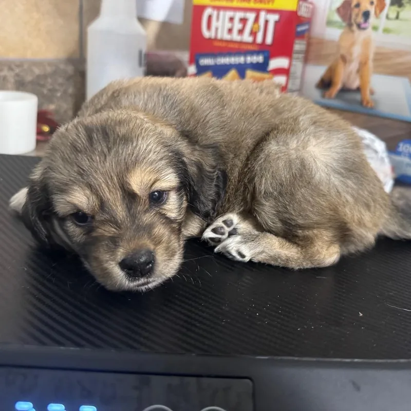 A baby medium-sized female Sable Basset Hound dog named Sleepy for adoption in Eureka Springs, AR