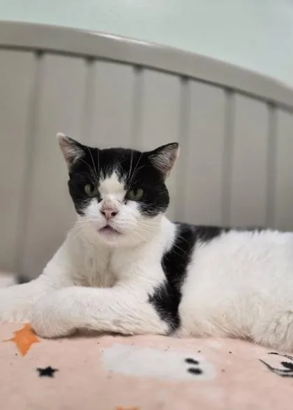 A senior large-sized male Domestic Short Hair cat named Yard Stick for adoption in Batavia, OH