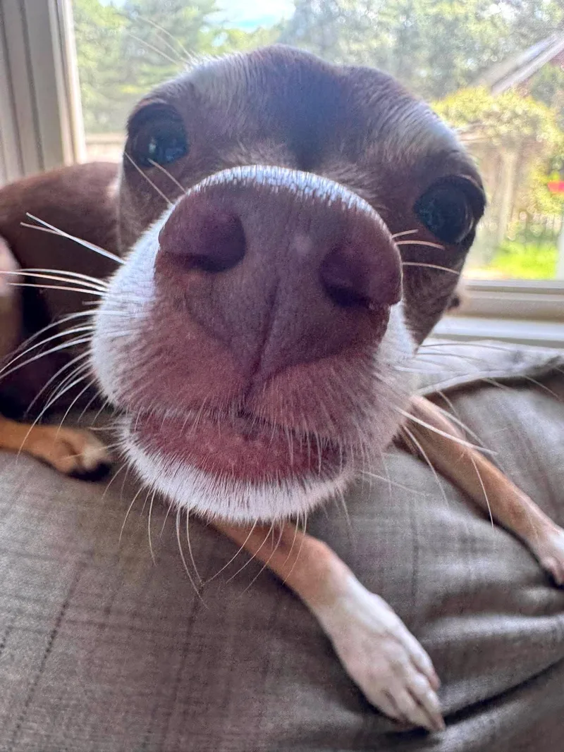 A senior small-sized male Chihuahua dog named Tucker for adoption in Worcester, MA