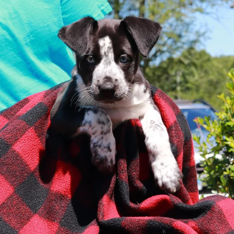 A baby medium-sized female Black Border Collie dog named CT Bang for adoption in Eastford, CT