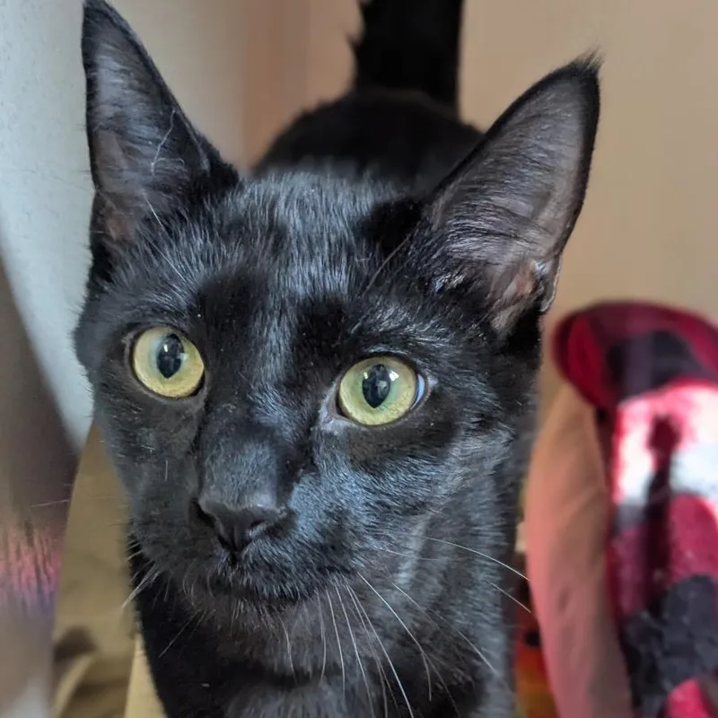 Salem thumbnail 4