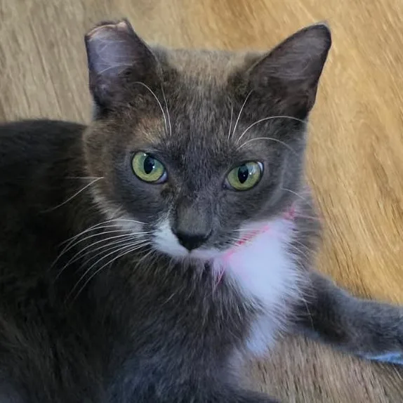 A young medium-sized male Gray & White Domestic Short Hair cat named Mochi for adoption in San Diego, CA