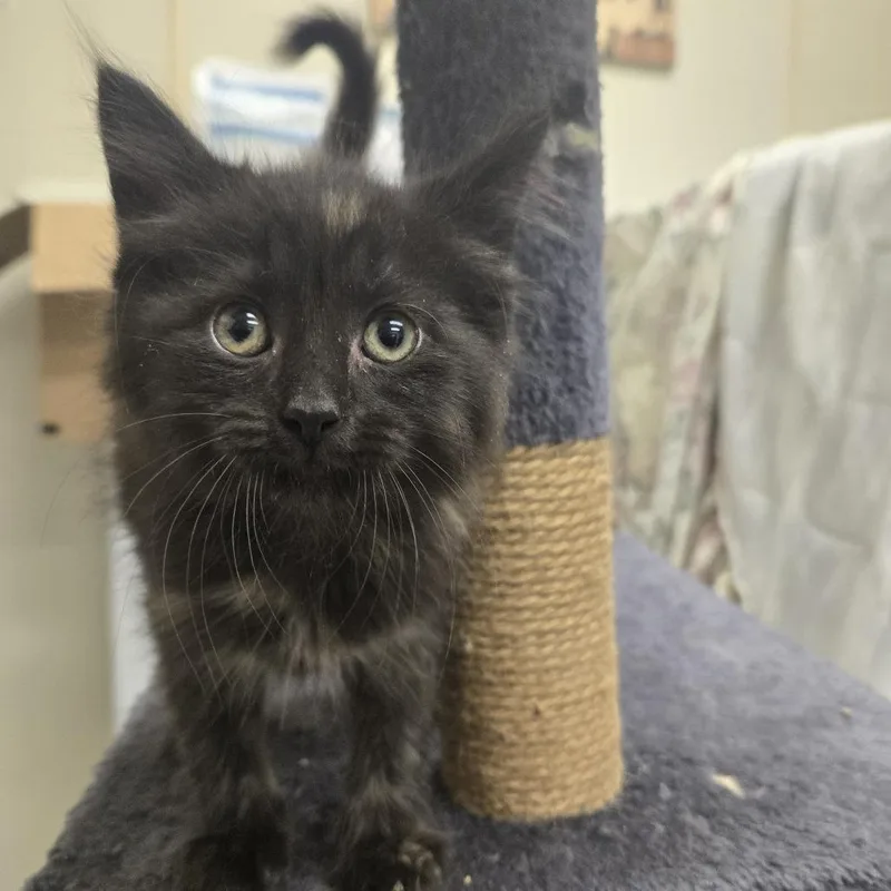 A baby small-sized female Torbie Domestic Medium Hair cat named Alaska for adoption in Tawas City, MI