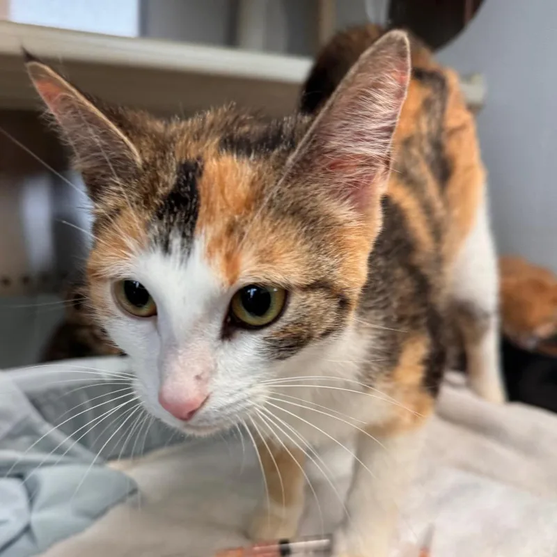 A young medium-sized female Calico Domestic Short Hair cat named Katherine for adoption in Lynchburg, VA