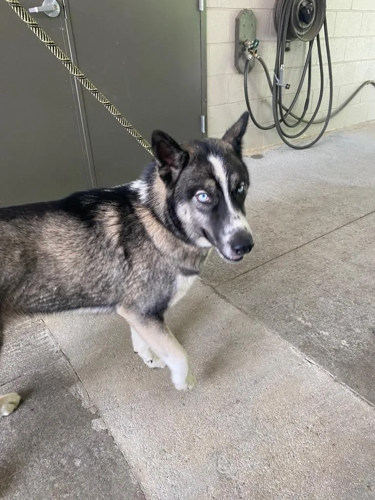 A young medium-sized male Siberian Husky dog named Blue for adoption in Cartersville , GA