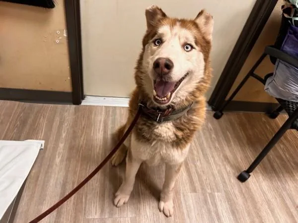 A senior large-sized male Siberian Husky dog named Alucard for adoption in Oceanside, CA