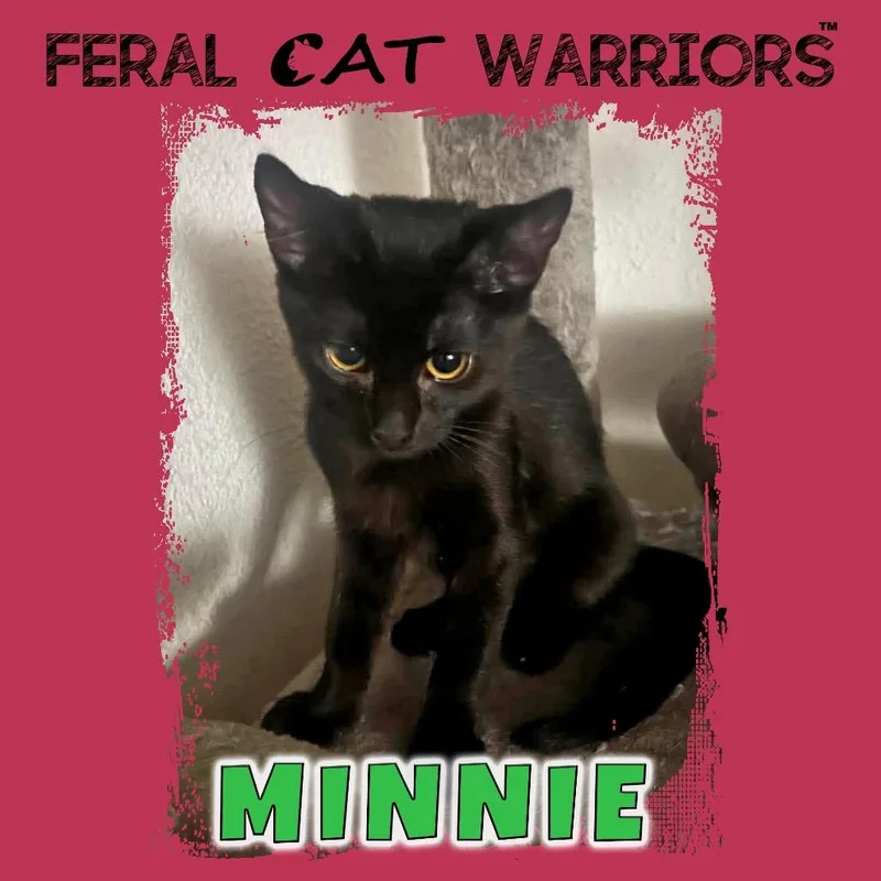 A baby small-sized female Black Domestic Short Hair cat named Minnie for adoption in Kingman, AZ