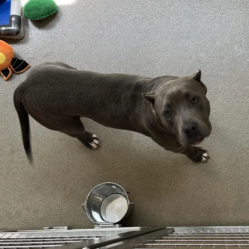 A young medium-sized female Gray / Blue / Silver Pit Bull Terrier dog named Leia for adoption in Lynchburg, VA