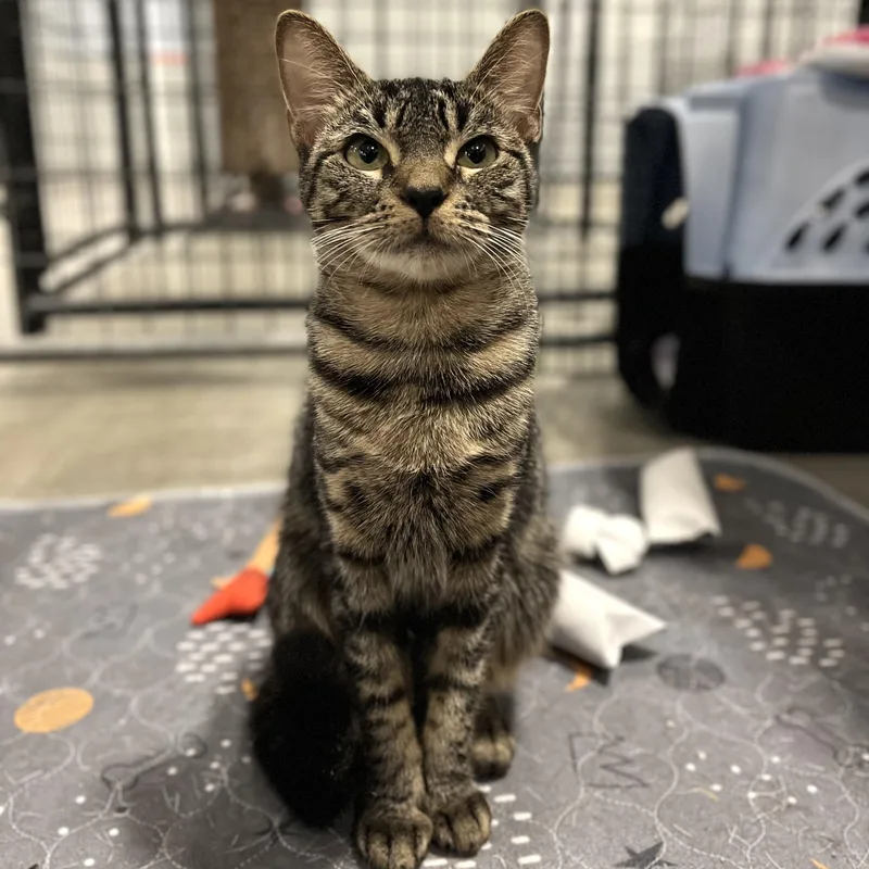 A young small-sized female Tabby (Buff / Tan / Fawn) Domestic Short Hair cat named Purrada for adoption in Columbus, OH