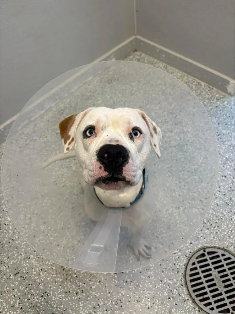 A young medium-sized male Pit Bull Terrier dog named Artie for adoption in New Bern, NC