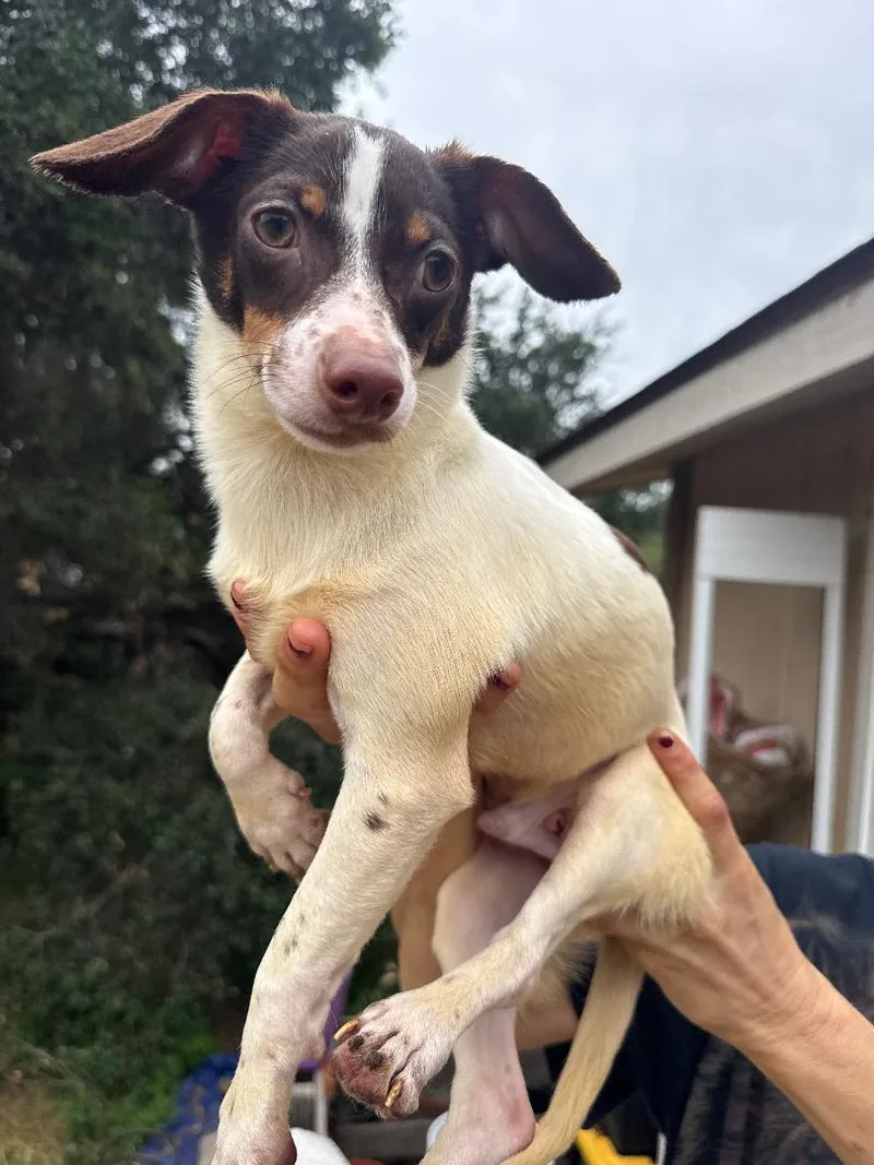 A baby small-sized male Chihuahua dog named Bennet for adoption in Los Angeles, CA