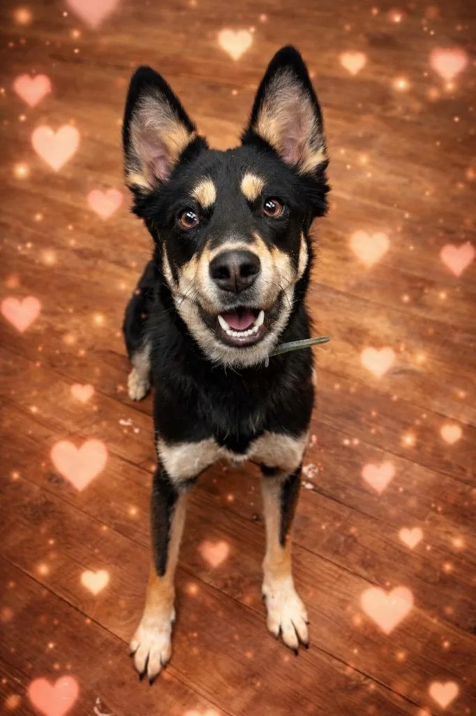 A young medium-sized female Australian Kelpie dog named Athena for adoption in Springfield, OH