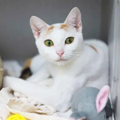 An adult small-sized female White Domestic Short Hair cat named Patagonia for adoption in Atlanta, GA