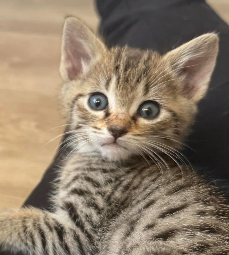 A baby small-sized male Domestic Short Hair cat named Jameson for adoption in Orlando, FL