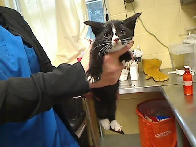 A baby medium-sized male Domestic Short Hair cat named Hippo for adoption in Cookeville, TN