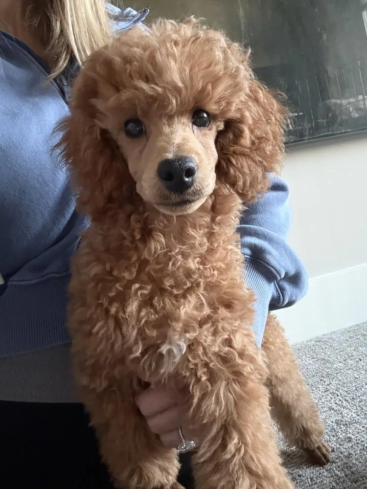 A baby small-sized male Poodle dog named Poodle Reverend Willoughby Jenkins for adoption in Omaha, NE