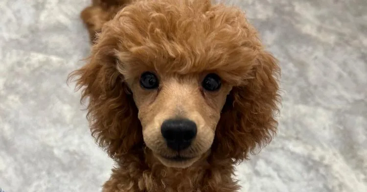 Poodle Reverend Willoughby Jenkins thumbnail 2