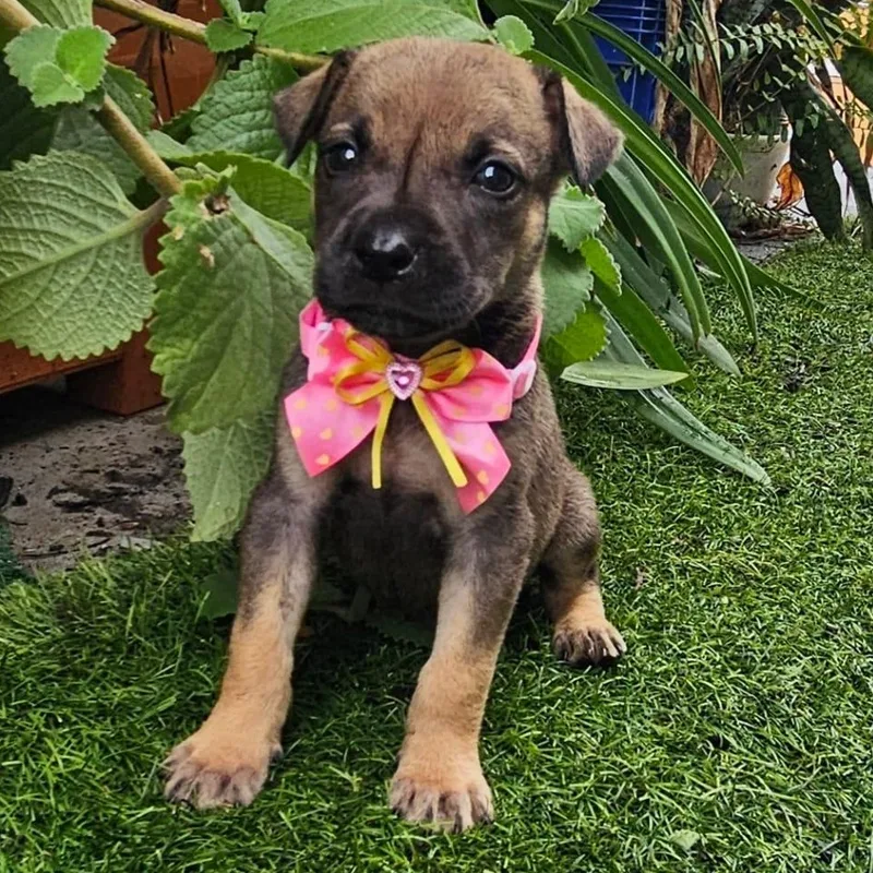 Dee Lite "the Hug thumbnail 2