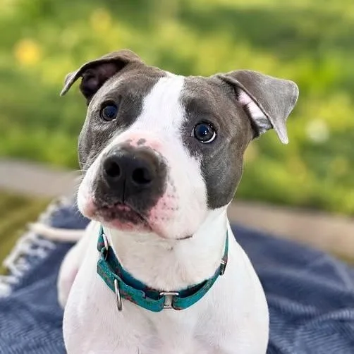 An adult medium-sized male White / Cream Mixed Breed dog named Pepsi for adoption in Warren, OH
