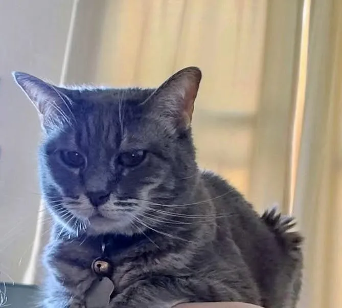 An adult medium-sized female Gray / Blue / Silver Domestic Short Hair cat named Lexi for adoption in Eureka, CA