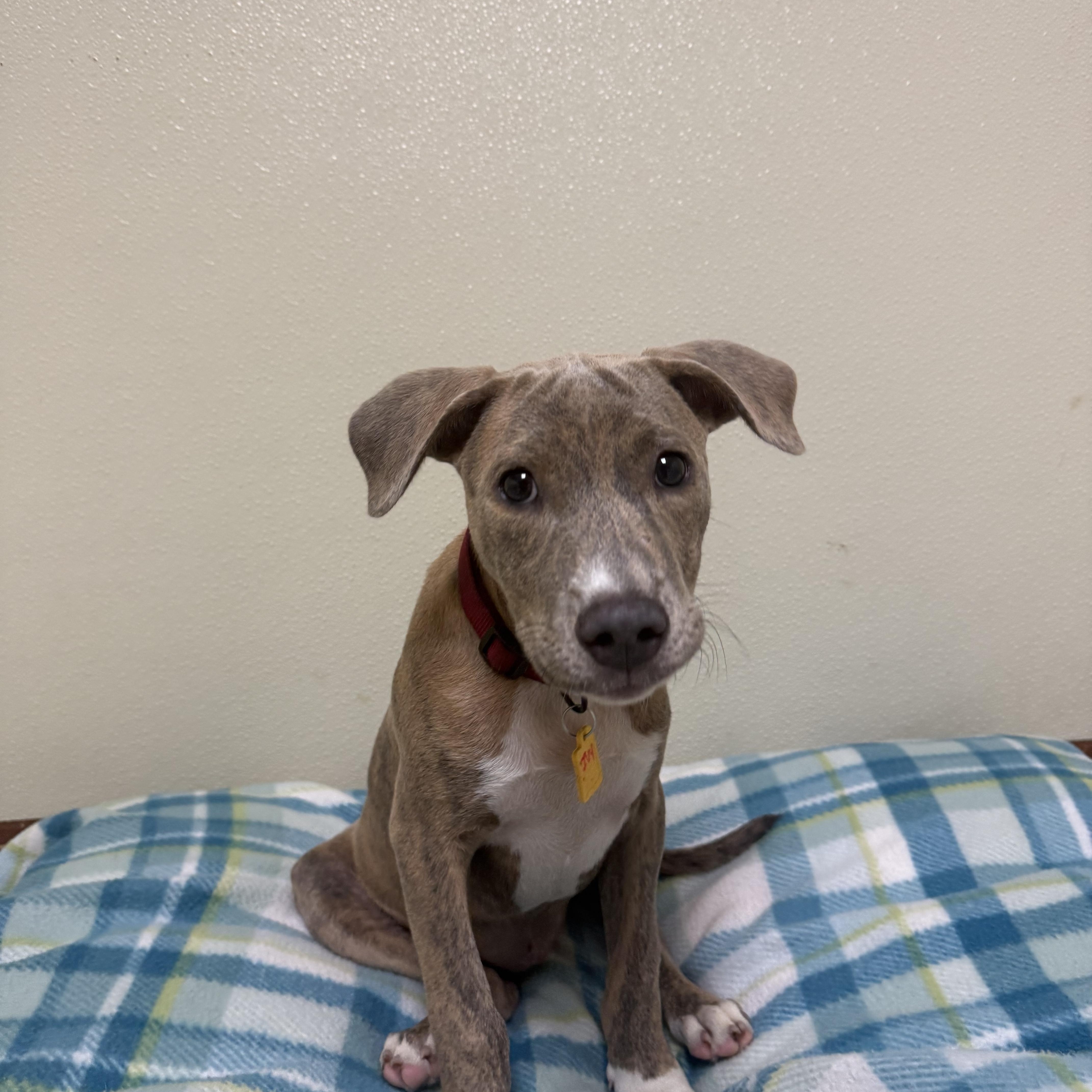 A baby medium-sized female Brindle Mixed Breed dog named Ivy Hope for adoption in Douglas, MA