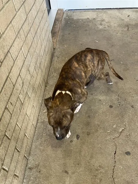 A young large-sized male Mixed Breed dog named Oscar for adoption in Dallas, TX