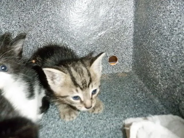 A baby medium-sized male Domestic Short Hair cat named A for adoption in San Jose, CA