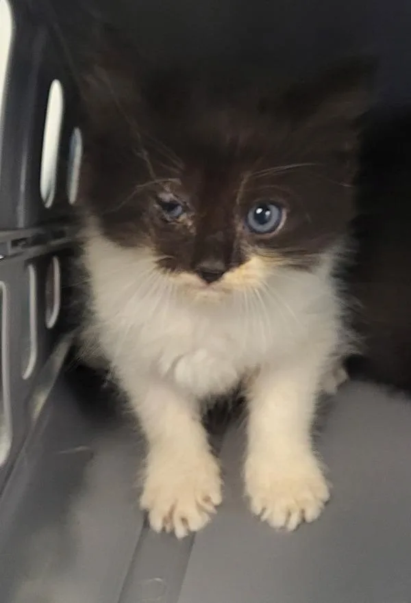 A baby small-sized female Domestic Short Hair cat named Kd Kimchi for adoption in Lawrenceville, GA