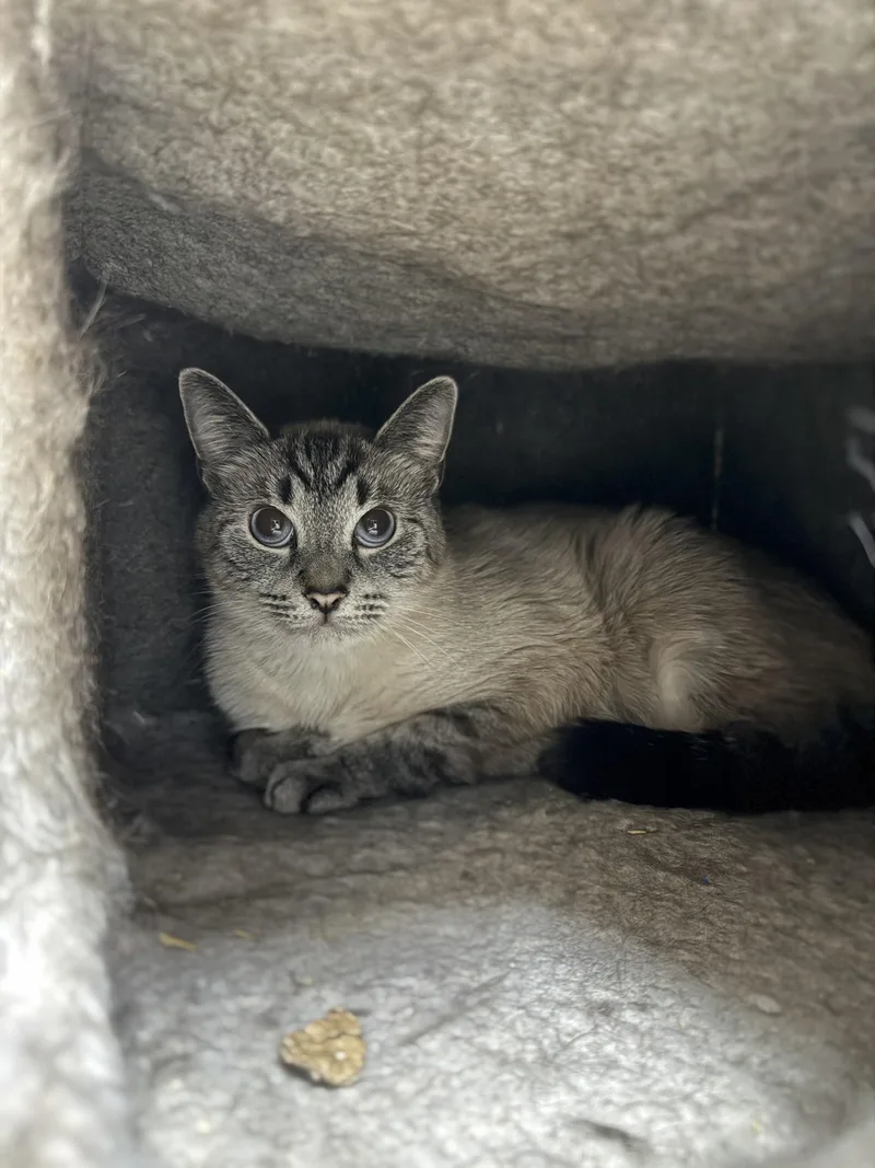 An adult medium-sized female Blue Point Domestic Short Hair cat named Bluebell for adoption in Orleans, VT