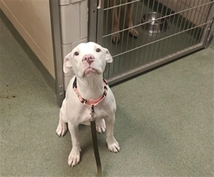A young medium-sized female Mixed Breed dog named Willow for adoption in Santa Fe, NM