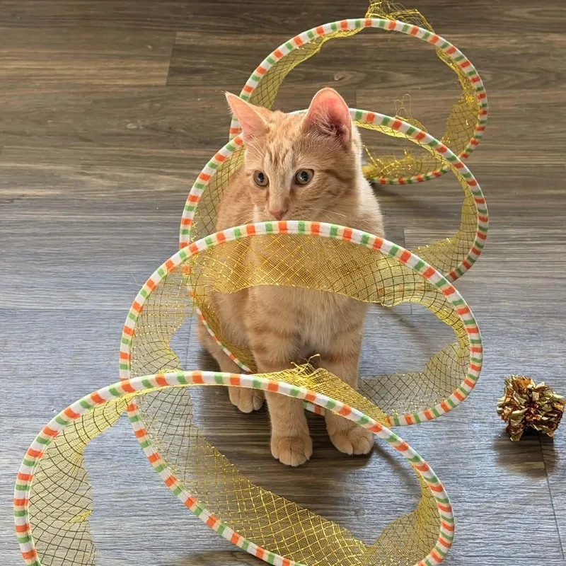 A baby small-sized female Tabby (Orange / Red) Domestic Short Hair cat named Chito for adoption in Gladstone, OR