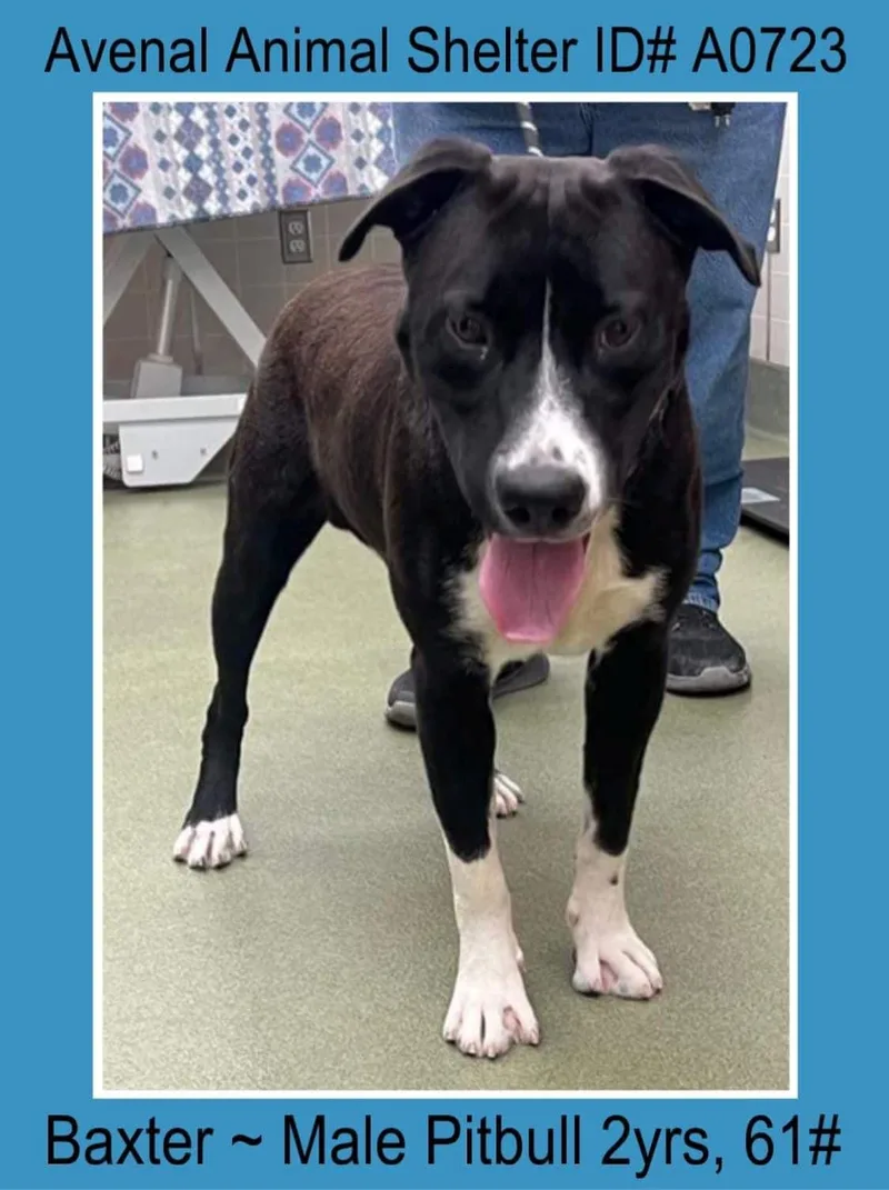 An adult large-sized male Black Pit Bull Terrier dog named Baxter for adoption in Avenal, CA