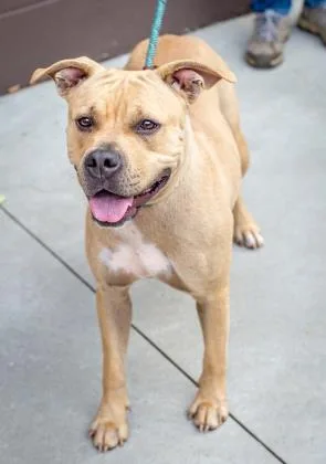 An adult large-sized female Mixed Breed dog named Cosette for adoption in Chamblee, GA