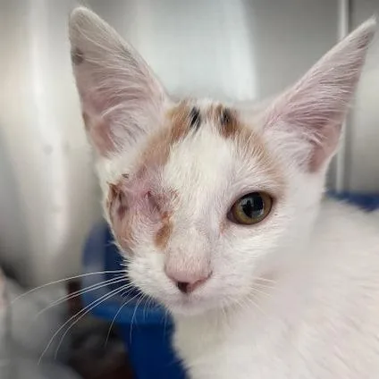A baby small-sized female White Domestic Short Hair cat named Jelly for adoption in Fort Smith, AR