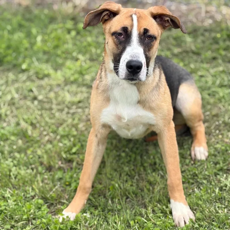 A young medium-sized female Black Mixed Breed dog named Carla for adoption in Bastrop, TX