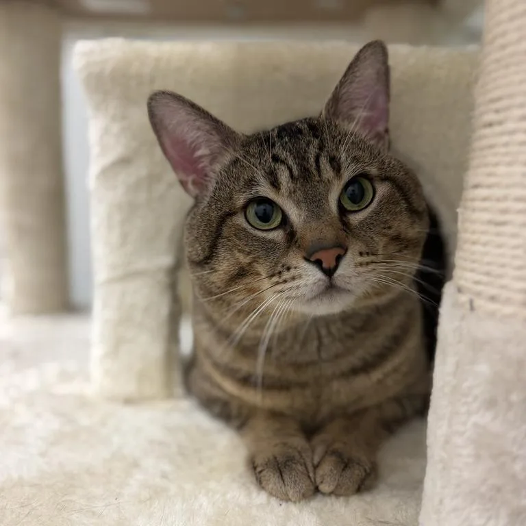 An adult large-sized male Brown / Chocolate Domestic Short Hair cat named Os for adoption in Enfield, NH