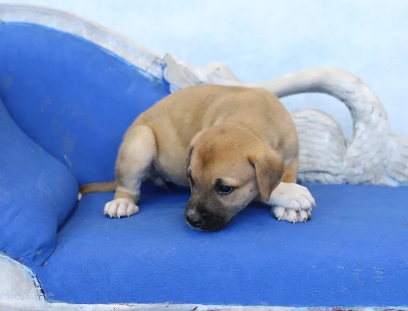 A baby large-sized female Brown / Chocolate German Shepherd Dog dog named Sparkle for adoption in Simsbury, CT