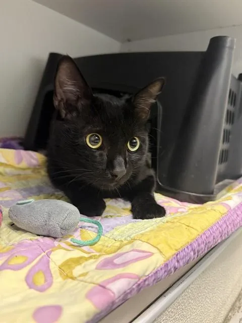 An adult small-sized male Domestic Short Hair cat named Doodle Bop for adoption in Sarasota, FL