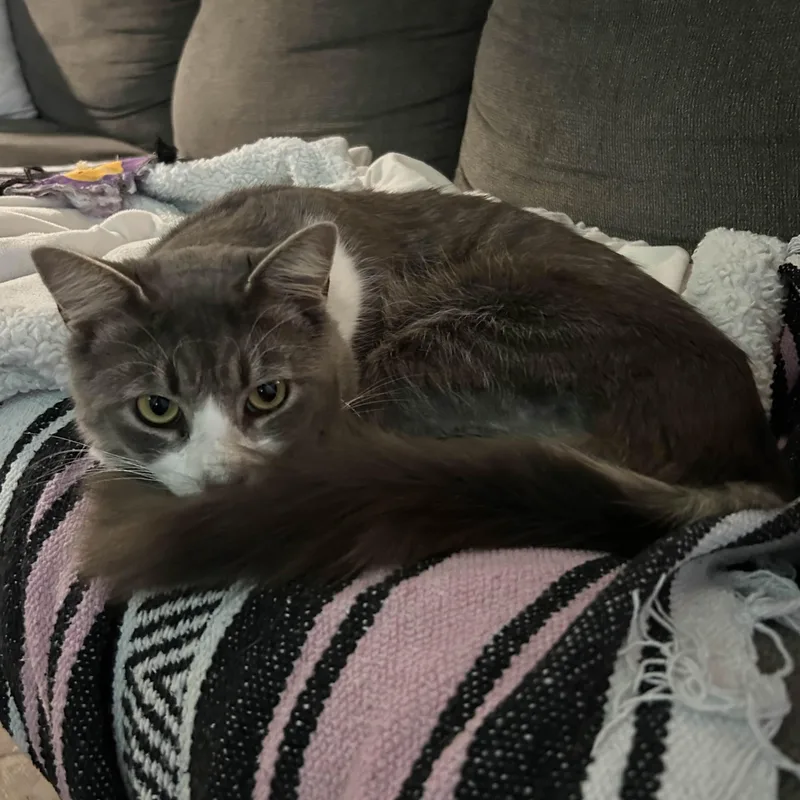 ~ Courtesy ~ Sheldon