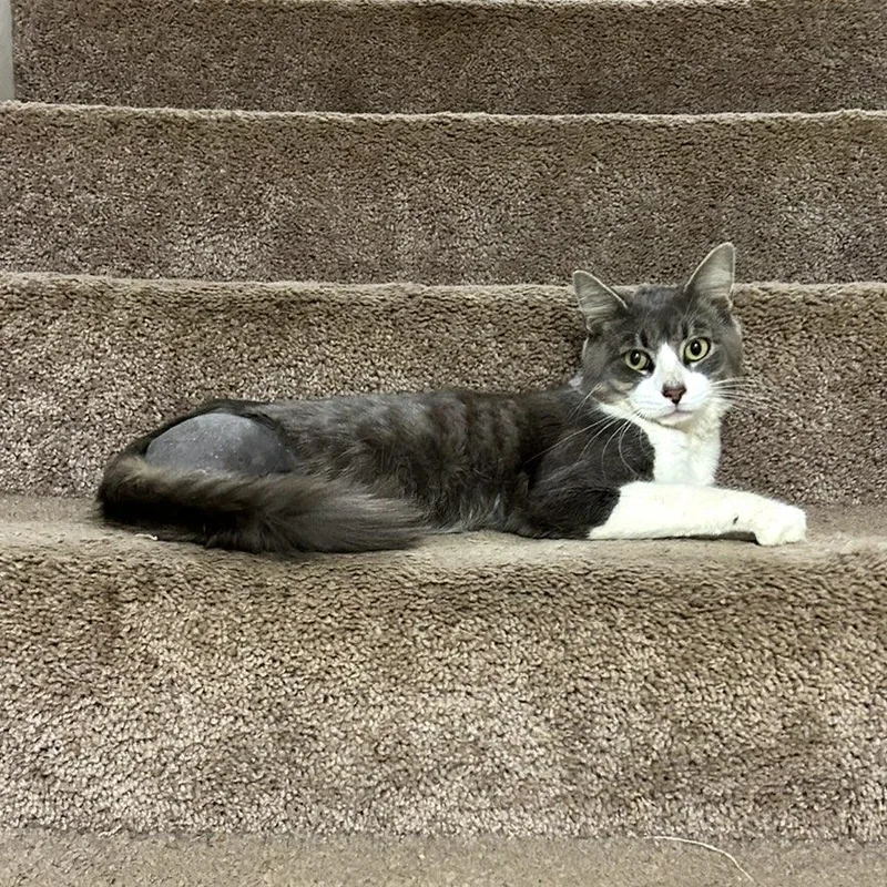 ~ Courtesy ~ Sheldon thumbnail 2