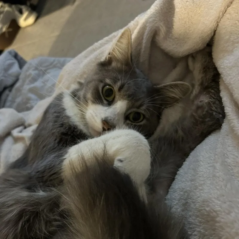 ~ Courtesy ~ Sheldon thumbnail 3