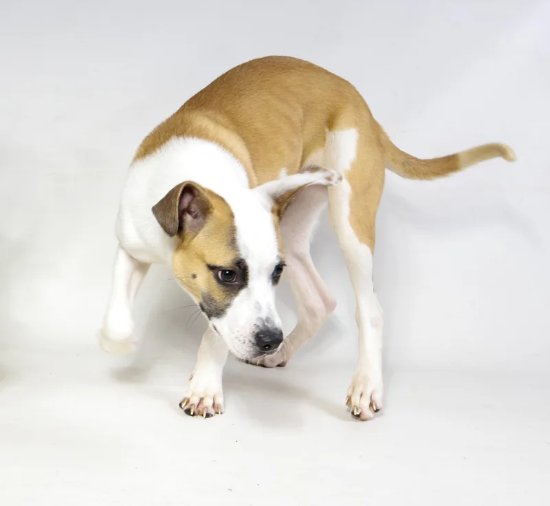A young medium-sized female Mixed Breed dog named Paris for adoption in Harvey , LA