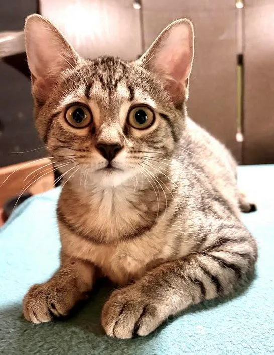 A baby small-sized female Domestic Short Hair cat named Reba SEE ME for adoption in Cookeville, TN