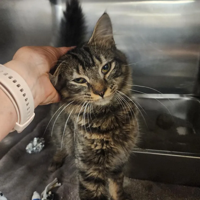 A young medium-sized male Brown / Chocolate Domestic Short Hair cat named Titus for adoption in Evensville, TN